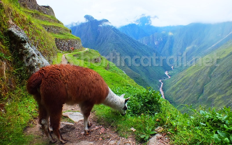 Machu Picchu Travel Information