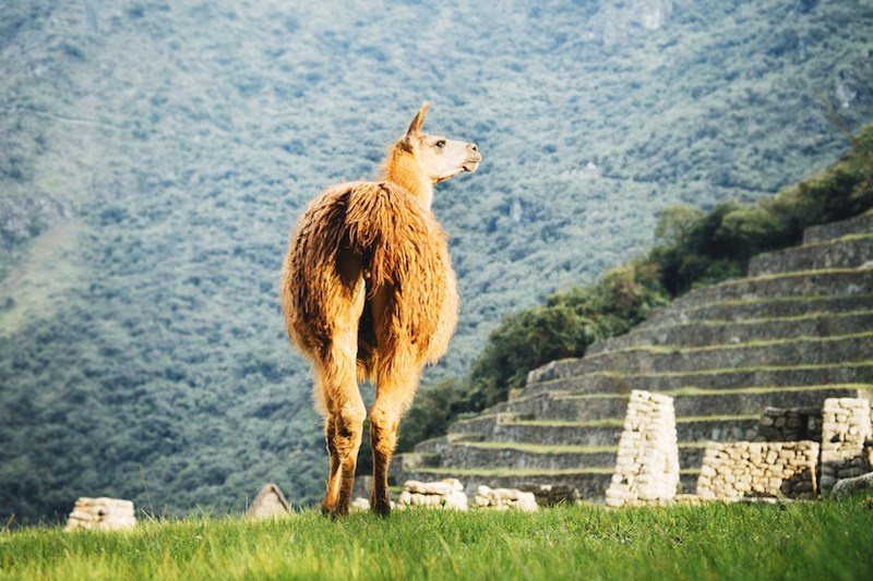 short inca trail Machu picchu llama short inca trail Machu picchu llama